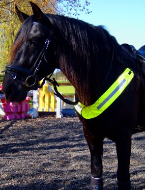 Horse Bib